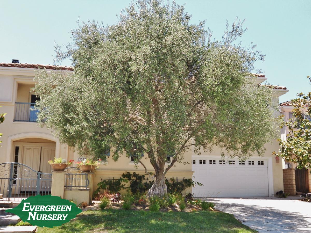 Fruitless Olive Tree